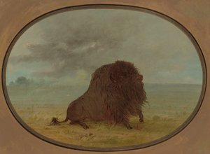 Bufalo morente da George Catlin