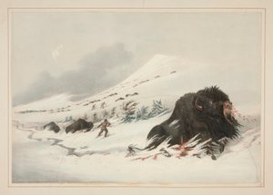 Bufalo morente nella neve, pl. 17 dal Portfolio degli Indiani d