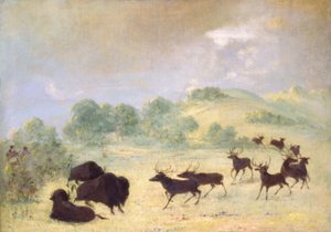Alce e bufalo fanno conoscenza, Texas da George Catlin