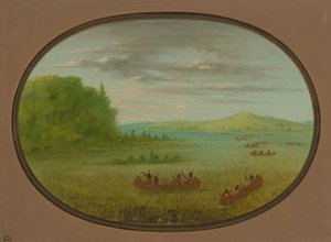 Raccolta di riso selvatico - Winnebago, 1861-1869 da George Catlin