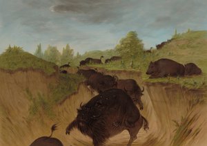 Orsi grizzly che attaccano un bufalo, 1861-1869