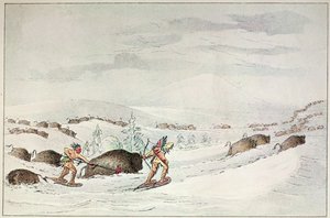 Caccia al bufalo con racchette da neve