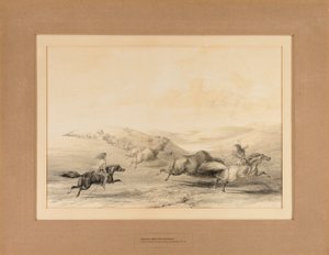Indiani a caccia di bufali - n. 29