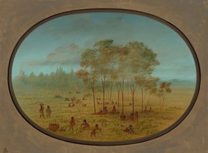 Indiani Kiowa che raccolgono uva selvatica, 1861-1869 da George Catlin