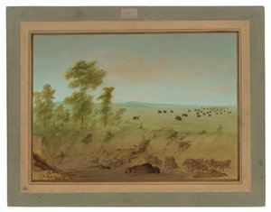 Bufalo impantanato e lupi da George Catlin