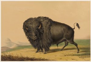  da George Catlin