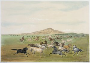 Cavalli selvaggi al gioco (litografia a colori)