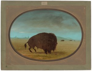 Bufalo ferito
