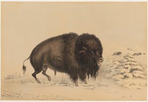  da George Catlin