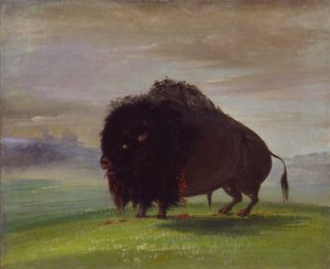 Bufalo ferito che sparge il suo sangue nelle praterie da George Catlin