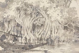 Un Albero Pipul da George Chinnery