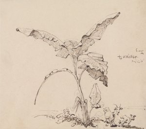 Capre sotto un albero di banane da George Chinnery