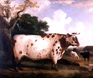 Un toro Shorthorn in un paesaggio