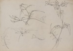 Disegno botanico da George Dutch Davidson