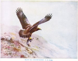 Aquila reale, illustrazione da "British Birds" di Kirkman  Jourdain da George Edward Lodge