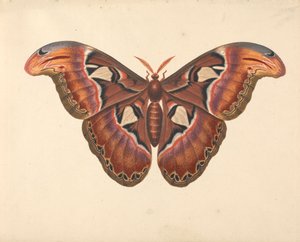 Falena Atlante da George Edwards
