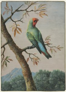 Studio di uccelli da George Edwards
