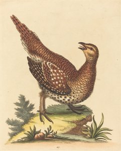Uccello Macchiato di Marrone da George Edwards