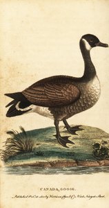 Oca canadese, Branta canadensis (incisione) da George Edwards