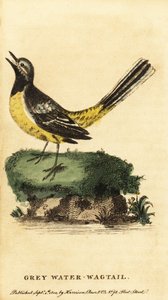 Ballerina gialla, Motacilla cinerea, 1800 da George Edwards