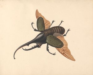 Scarabeo Ercole