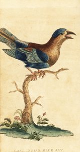 Ghiandaia indiana, Coracias benghalensis (incisione) da George Edwards