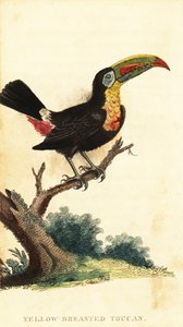 Tucano dal becco a chiglia, Ramphastos sulfuratus (incisione) da George Edwards