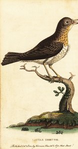 Tordo minore, Turdus minor, 1800 (incisione) da George Edwards
