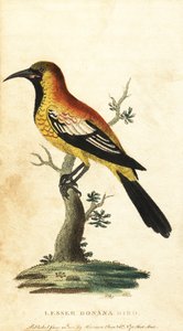Oriolo merlo, Gymnomystax mexicanus (incisione) da George Edwards