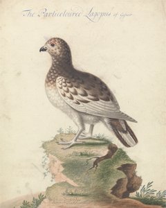 Pernice Bianca da George Edwards