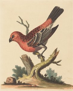 Uccello rosso e nero da George Edwards