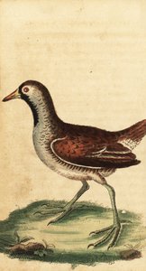 Sora, Porzana carolina (incisione) da George Edwards