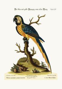 Il pappagallo blu e giallo, 1749-73