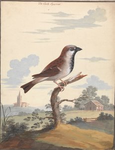 Il passero da George Edwards