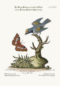 Il pigliamosche dalle ali dorate e la farfalla tartaruga maculata, 1749-73