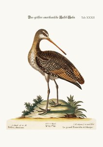Il maggiore Godwit americano, 1749-73 da George Edwards