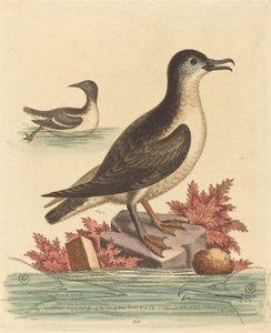 Il guillemot e il puffin dell