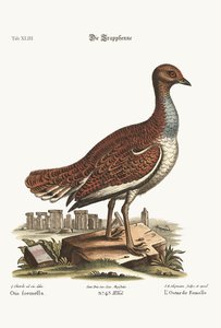 La gallina bustarda, 1749-73