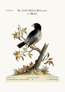 La gallina Padda o uccello del riso da George Edwards