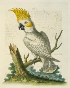 Il piccolo cacatua bianco con cresta gialla