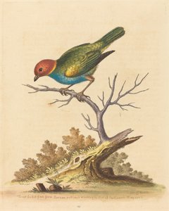 Il fringuello rosso del Suriname