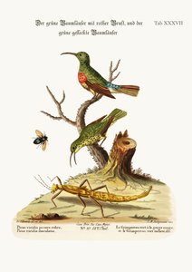 Il rampicante verde dal petto rosso e il rampicante verde maculato, 1749-73 da George Edwards