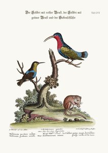 Il Colibrì dal petto rosso, il Colibrì dalla gola verde e il Ghiro da George Edwards
