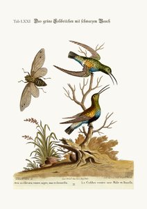 Il colibrì verde dal ventre nero, 1749-73