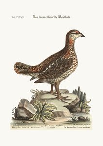 Il gallo bruno e maculato, 1749-73