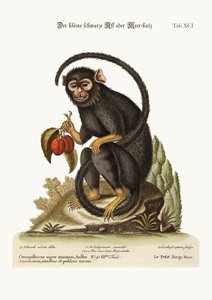 La piccola scimmia nera, 1749-73