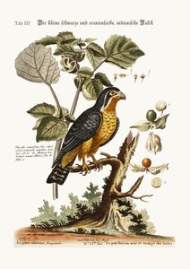 Il piccolo falco indiano nero e arancione, 1749-73 da George Edwards