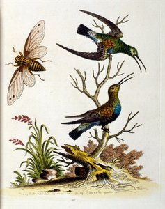 Illustrazione ad acquerello da un libro di uccelli rari di G Edwards 1750. George Edwards (1694-1773) fu un naturalista e ornitologo britannico. Viaggiò molto in Europa, studiando la storia naturale e gli uccelli in particolare. Ottenne un certo riconoscim