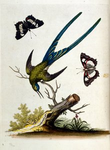 Illustrazione ad acquerello da un libro di uccelli rari di G Edwards 1750. George Edwards (1694-1773) fu un naturalista e ornitologo britannico. Viaggiò molto in Europa, studiando la storia naturale e gli uccelli in particolare. Ottenne un certo riconoscim