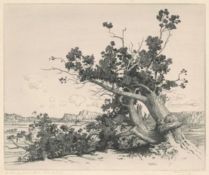 Cedri del deserto, Nuovo Messico da George Elbert Burr